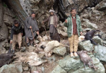Cloudburst kill 100 livestock in south Kashmir