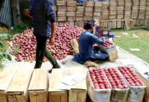 Pests, Ports And Apple A local worker packing apples.
