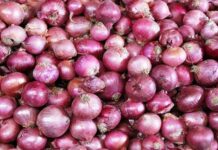 Centre Raises Onion Procurement Price to Rs 1,580 Per Quintal