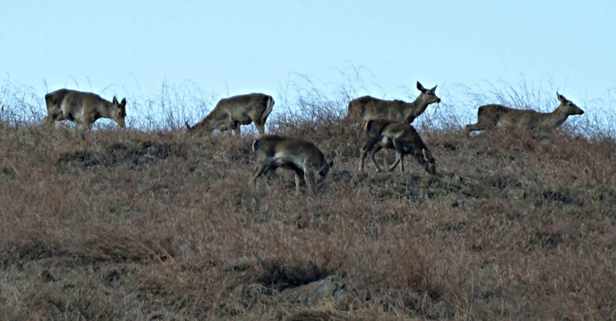 Race Against Time: Hangul, Kashmir's Red Deer, Teeters on the Brink of ...