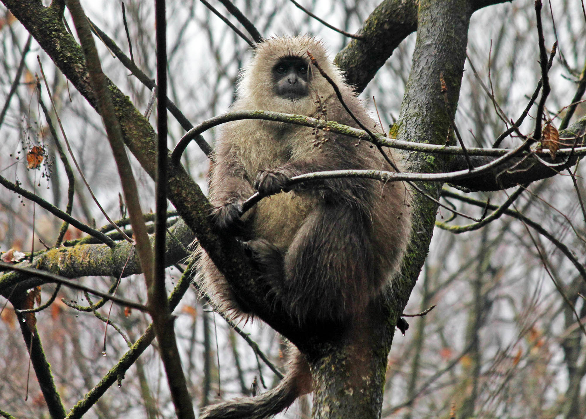 wildlife conservation is key to food chain balance