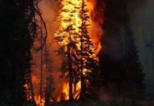 Mines Explode After Forest Fire Along LoC in JK’s Poonch