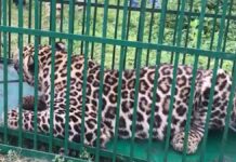 Leopard Caught In North Kashmir