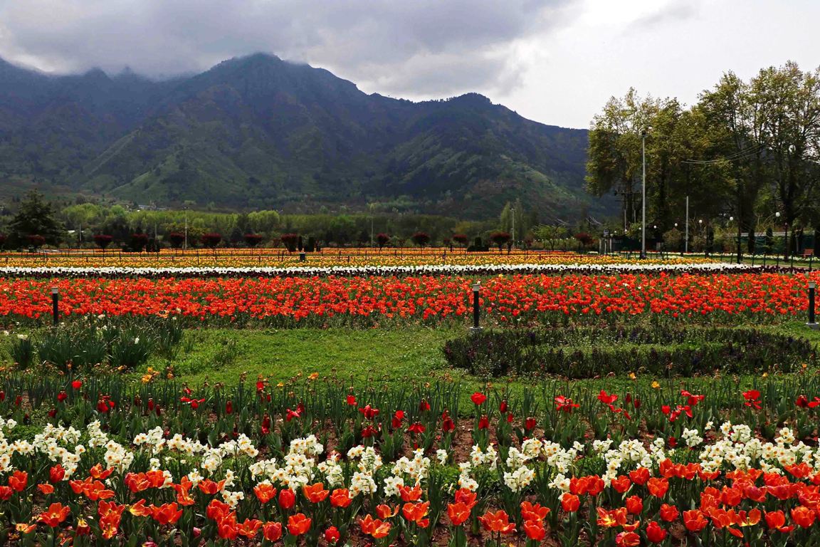 Srinagar’s Tulip Backyard Attracts 92,000 Guests in Six Days