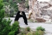 Wildlife Is Trying To Fill The Space That Lockdown Wrested From Humans