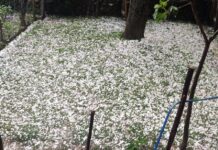 Hailstorm Ravages Apple Orchards, Paddy Fields in North Kashmir Areas