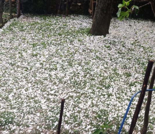 Climate Extremes Ravage Kashmir Orchards as Repeated Hailstorms Trigger Fresh Crisis for Growers