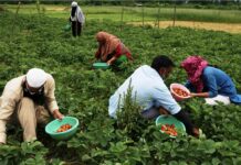 Strawberry Farmers Say Early Summer Run Riot With The Crop