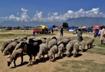 Qurbani Tensions