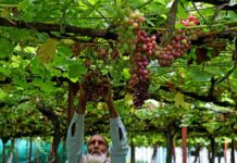 Repora: A Village Known For Its Grapes