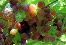 Big Repora Grapes