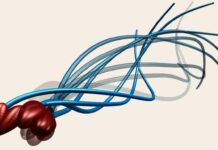 How The Sperm Fooled Scientists For 350 Years?