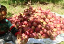 Making Apple Rot