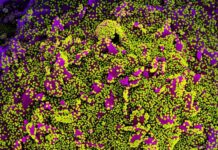 What Is The New Variant Of Coronavirus And How Dangerous Is It?