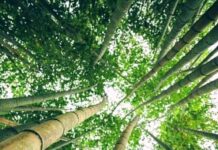 3 Bamboo Clusters To Provide Job Opportunities To Over 25,000 People In Jammu: Ministry Of DoNER