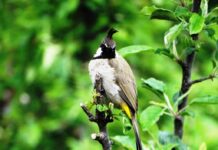 Why Bulbul Is A Better Bet And Not The Flycatcher?
