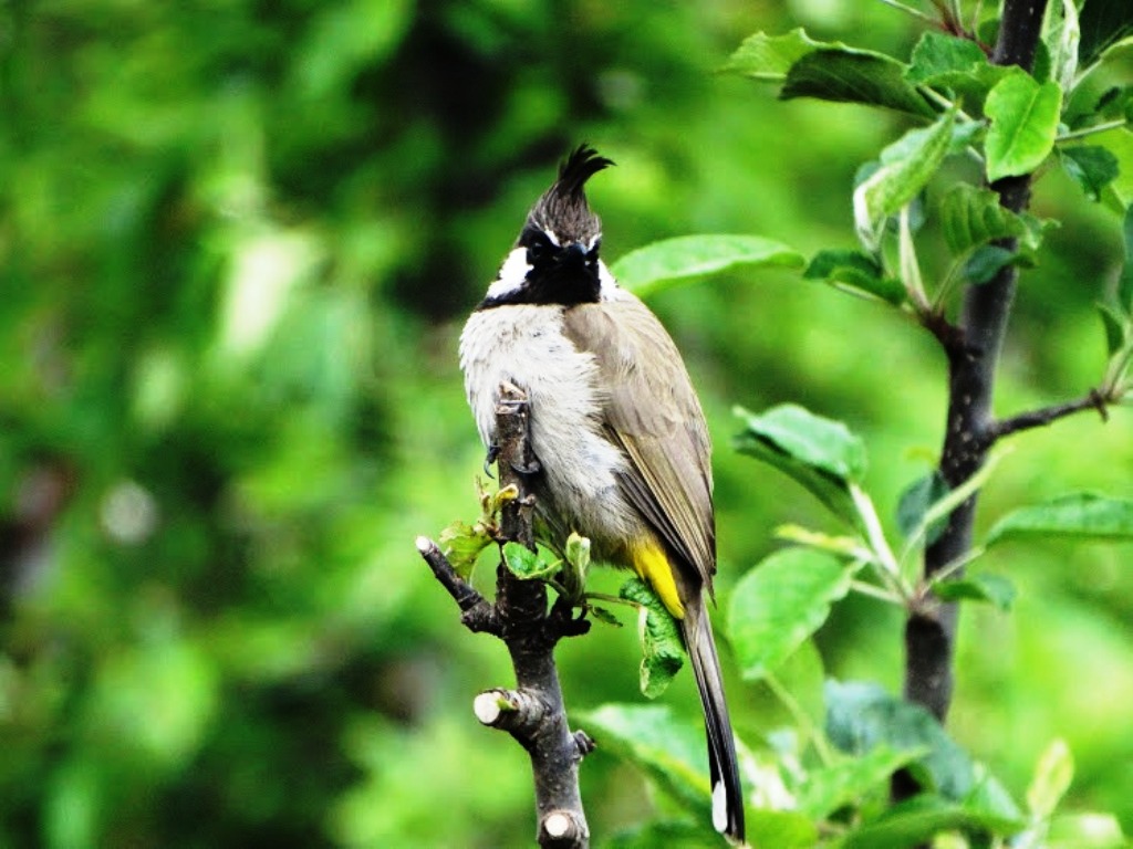 Why Bulbul Is A Better Bet And Not The Flycatcher? | Kashmir Life