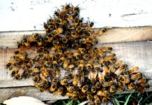 How Beekeeping Thrives Amid Colony Migrations in Kashmir?