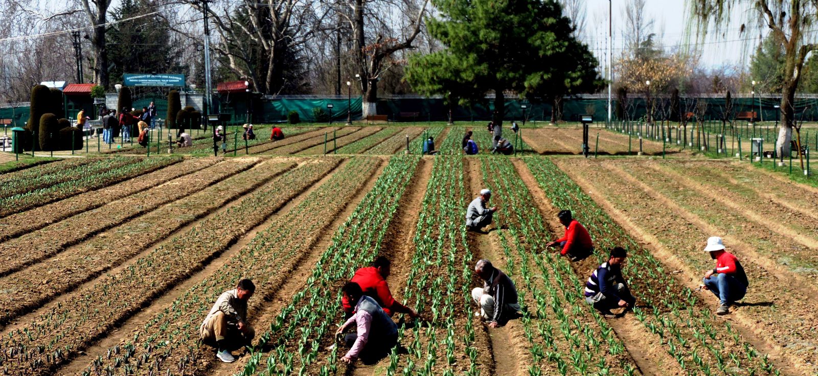 Tulip Backyard To Open For Guests On March 23