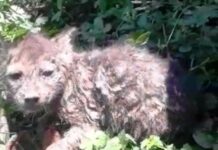 Wildlife Team Called To Rescue Leopard Cub, Turns Out To Be Jackal Cub