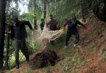 South Kashmir: Brown Bear Captured by Wildlife Authorities