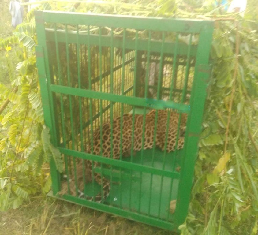 Wild Cat, Not Leopard, Spotted in Srinagar: Officials