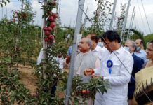 Is The Imported Iranian Kiwi Fruit A Threat To Kashmir Apple?