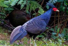 JK Adopts Kalij Pheasant As UT Bird