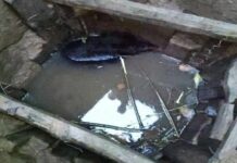 Black Bear Gets Trapped In 20-Ft-Deep Well In North Kashmir