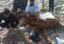 Horse Injured In Landmine Blast