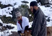 Bandipora, First To Complete FMD Vaccination Across Kashmir