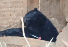 Black Bear Tranquilised in South Kashmir Village