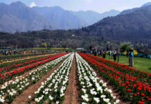 Kashmir’s Tulip Garden Draws Over 2.25 Lakh Visitors So Far: Director Floriculture