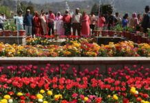 Kashmir Gardens Host Over 5.6 Million Visitors in 2024