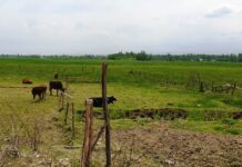 JDA Allots Alternate Plots to Ring Road Affected Families