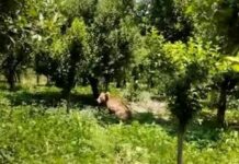 Black Bear Strays into Residential Area in JK’s Poonch, Safely Captured and Released