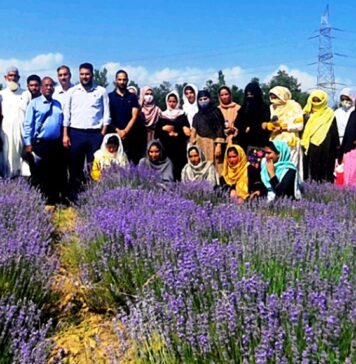 Kashmir: Maize to Lavender