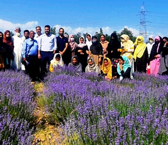 Kashmir: Maize to Lavender