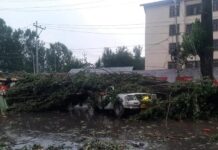 Two Critically Injured As Tree Falls On Load Carrier