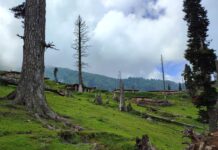 Over 1.06 Lakh Hectares of Degraded Forest Land Restored in Jammu Kashmir Under CAMPA Since 2010-11