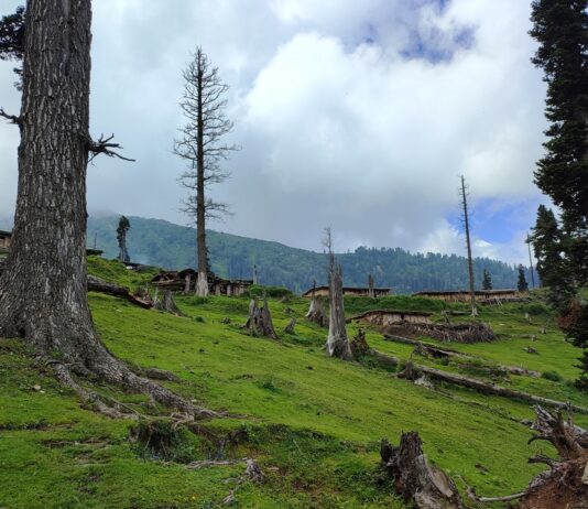 Jammu Kashmir Has Distributed 6,020 Forest Rights Titles Under FRA, Lok Sabha Told