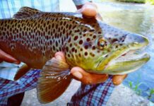 Jammu Kashmir Breeds Genetically Improved Brown Trout Imported from Denmark