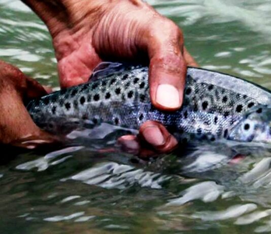 Kashmir: Fish For Mutton
