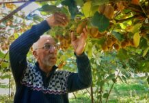 Kashmir’s Kiwi Fruit Pioneer Is No More