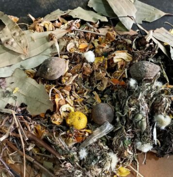 Has Modern Medicine Erased Kashmir’s Traditional Healing?