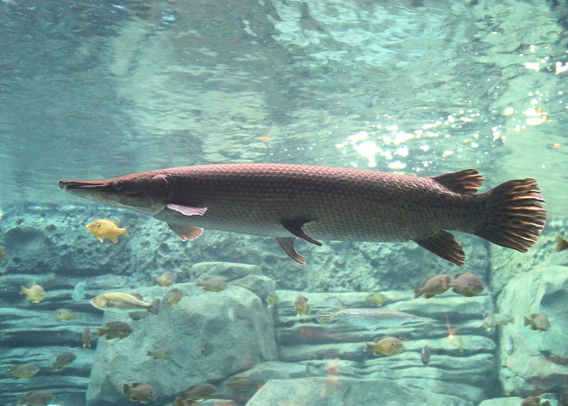 Presence Of Alligator Gar In Dal As Crooked As A Fish Hook – Kashmir Reader