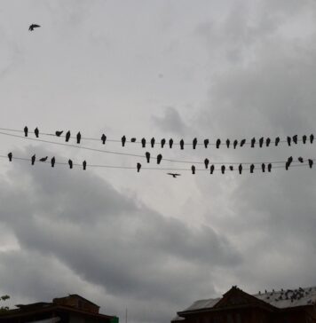 Tracing Kashmir Birds