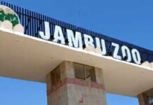 500 Mexican Beetles Introduced in Jambu Zoo to Stop Growth of Parthenium Weed