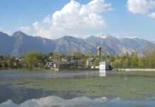 Kashmir Intensifies Wetland Restoration as Migratory Birds Arrive