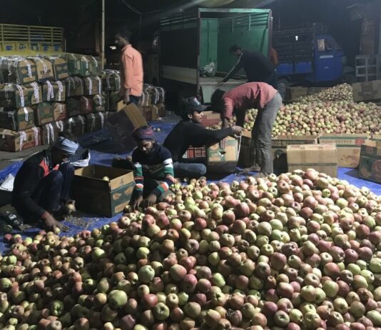 Improved Apple Demand Brings Relief to Kashmir Growers After Tough 2025 Season